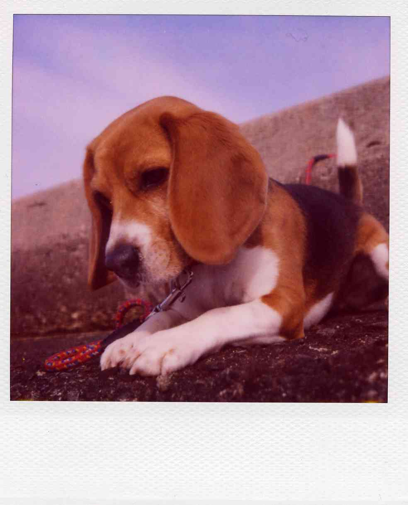 Illustration for article titled Polaroid SX-70: The Joy of Instant Photography Before Digital